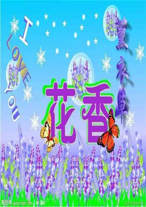 薰衣草夏天开花吗